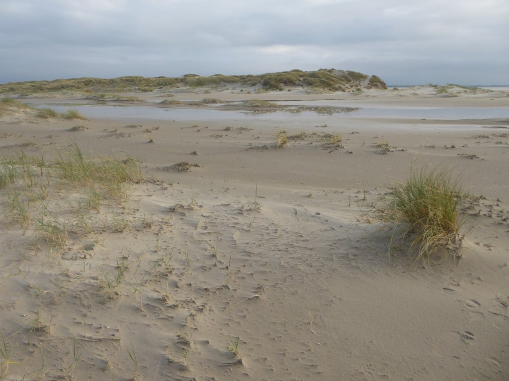 Nieuwe duinen, De Hors,&nbsp;Texel