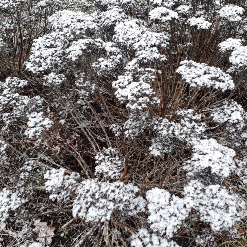 Sneeuw in het Zuiderpark, Den&nbsp;Haag