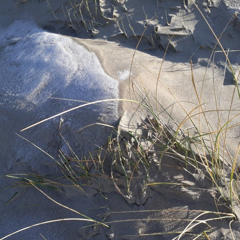 Rijp op de&nbsp;duinen