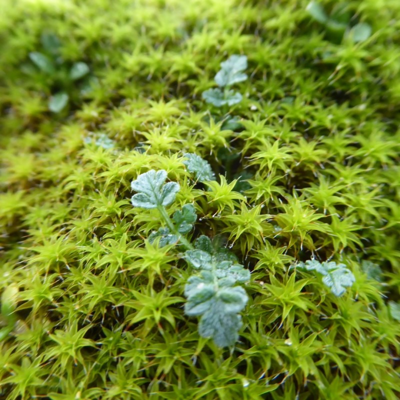 Mos op de duinen,&nbsp;Noordwijkerhout