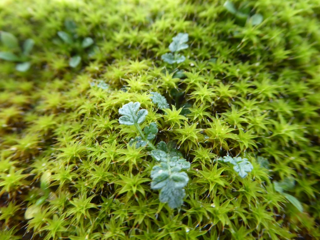 Mos op de duinen,&nbsp;Noordwijkerhout