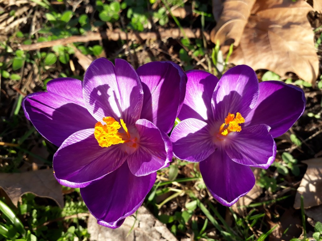 Plotseling is het&nbsp;lente