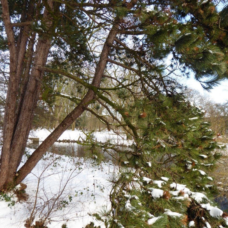 Zuiderpark in de sneeuw, Den&nbsp;Haag