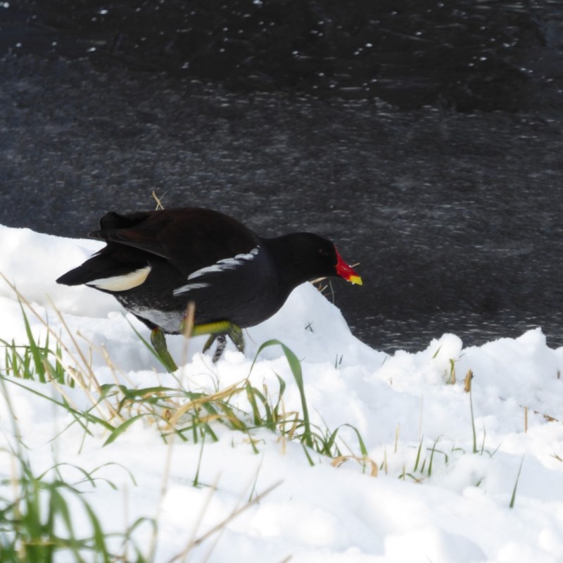 Vogels in de&nbsp;sneeuw
