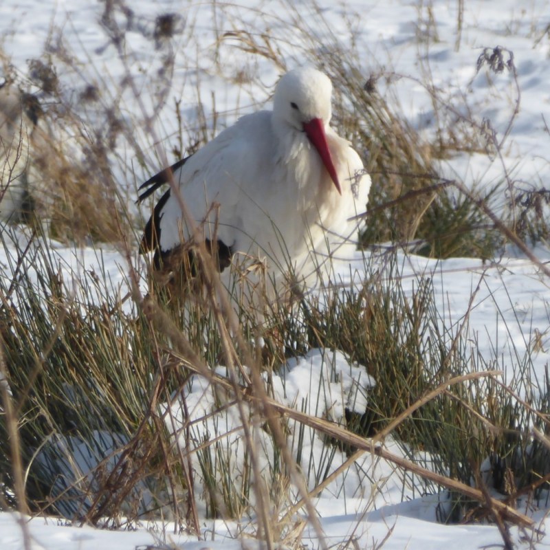 Ooievaars in de&nbsp;sneeuw?