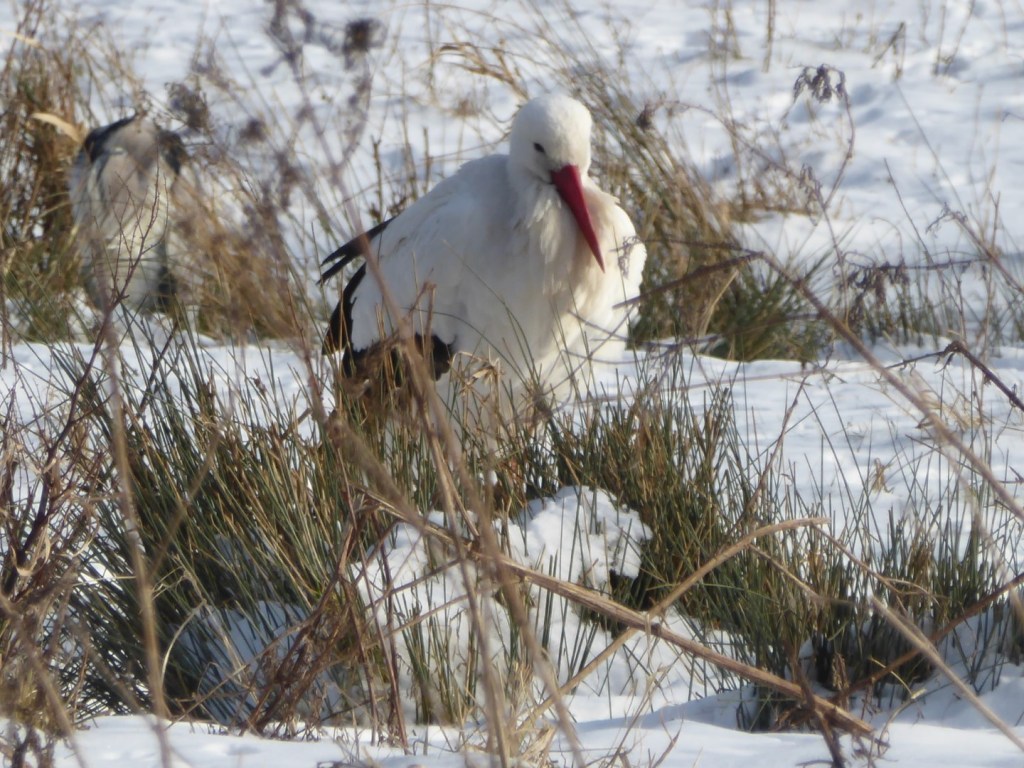 Ooievaars in de&nbsp;sneeuw?