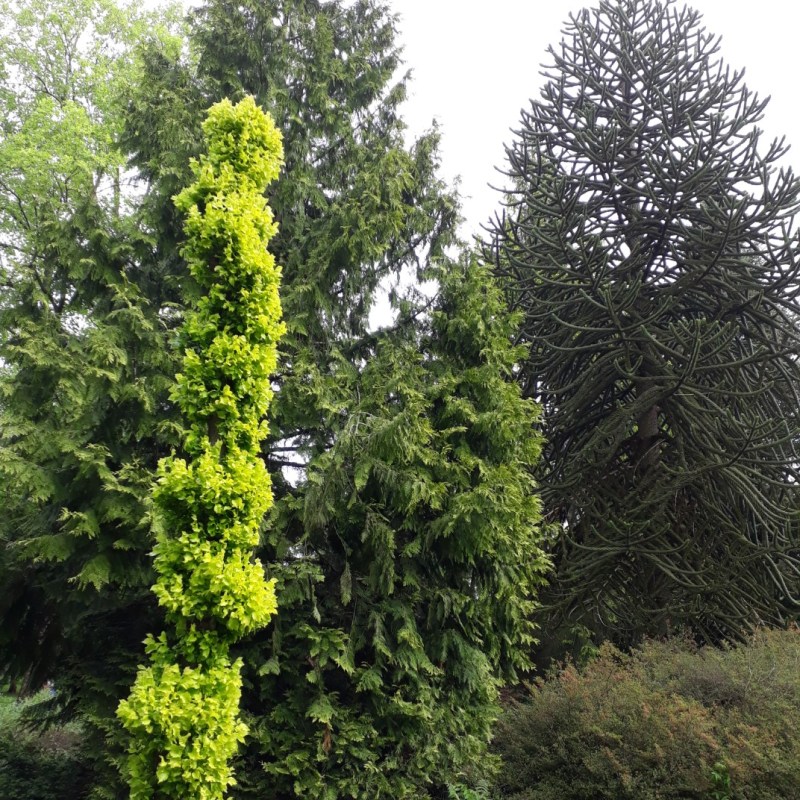 Bomenmuseum Gimborn, Doorn