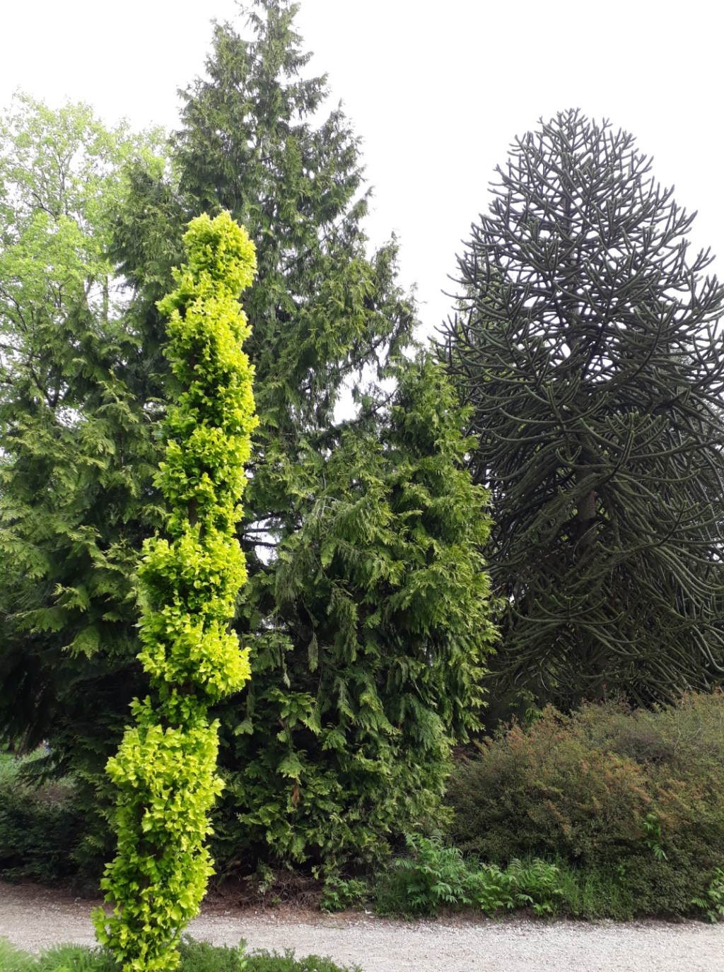 Bomenmuseum Gimborn, Doorn