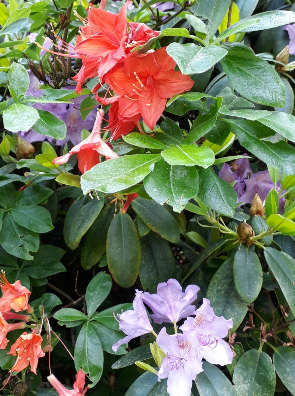 Rododendrons, Arboretum Gimborn,&nbsp;Doorn