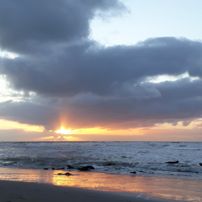 Meeuwen in de ondergaande&nbsp;zon