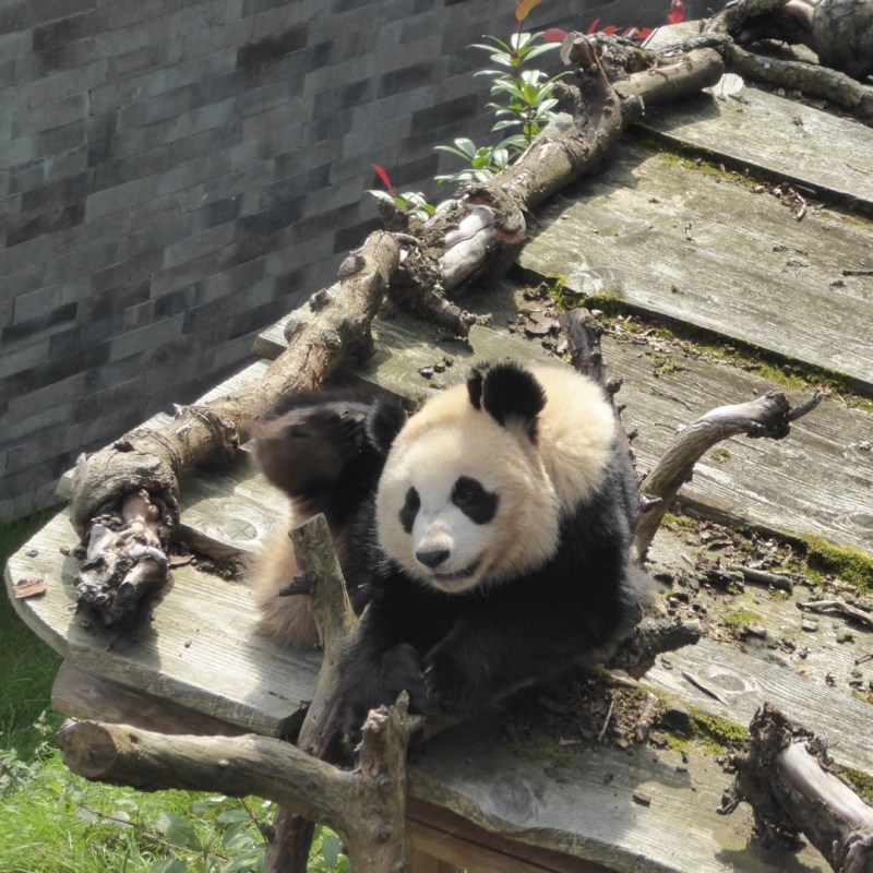 Panda’s in Ouwehands Dierenpark,&nbsp;Rhenen