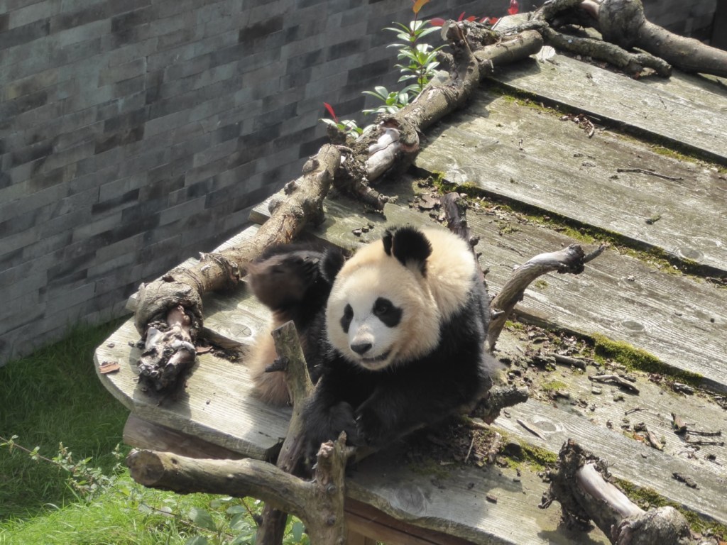 Panda’s in Ouwehands Dierenpark,&nbsp;Rhenen