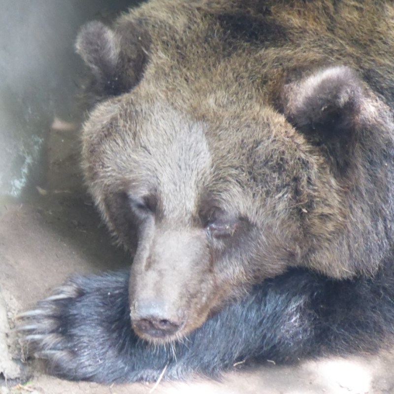 Beren, Ouwehands Dierenpark,&nbsp;Rhenen