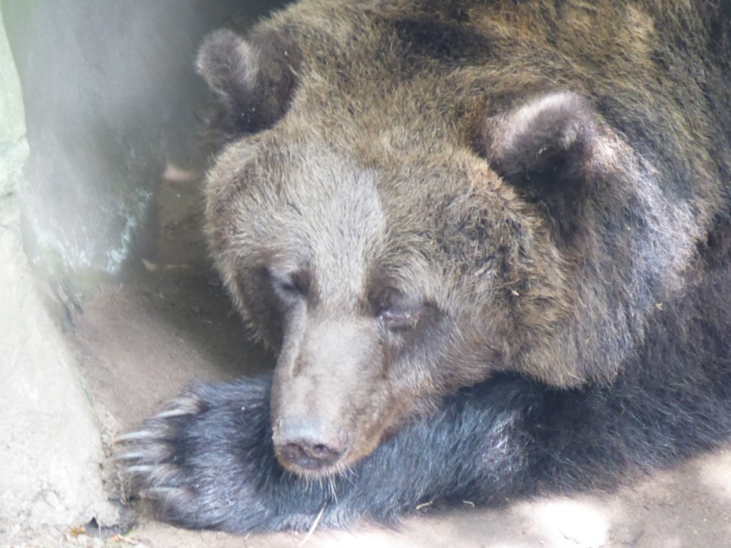 Beren, Ouwehands Dierenpark, Rhenen