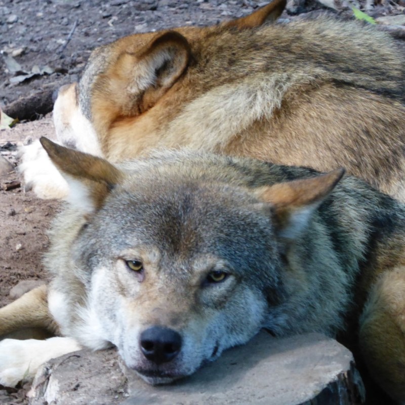 Wolven, Ouwehands dierenpark,&nbsp;Rhenen