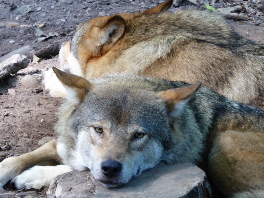 Wolven, Ouwehands dierenpark, Rhenen