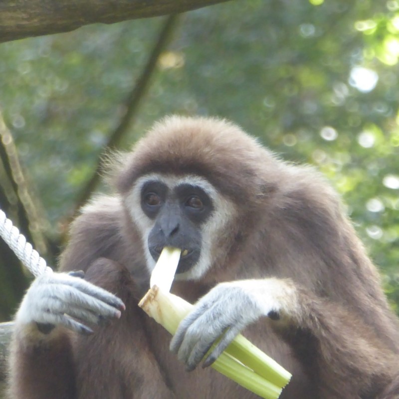 Ouwehands Dierenpark, Rhenen