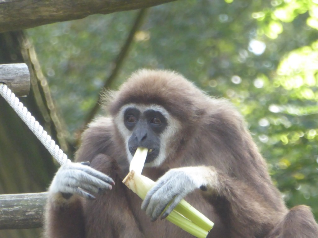 Ouwehands Dierenpark, Rhenen
