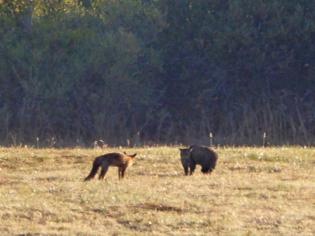 Vos ontmoet wilde kat