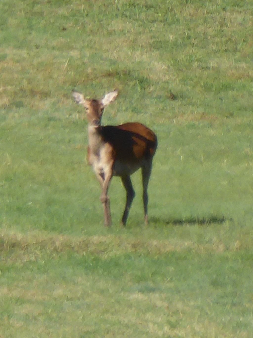 Herten, Parque de Riaño