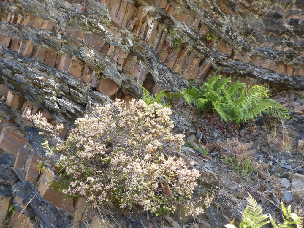 Kalksteenlagen, Puerto de Pandetrave