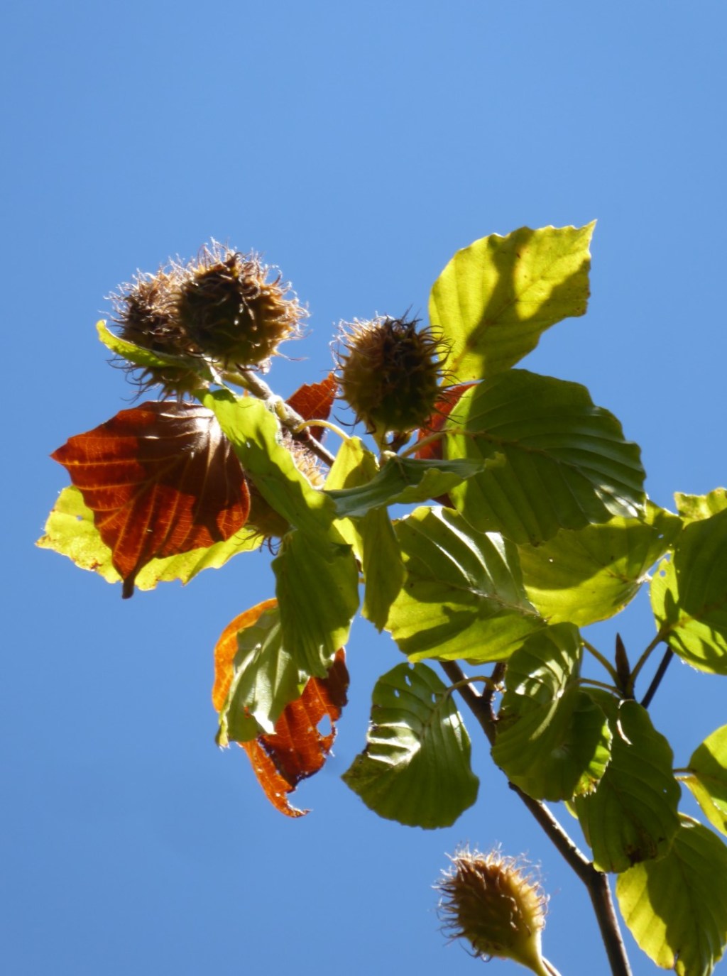 Bomen bij Mirador de Piedrashitas