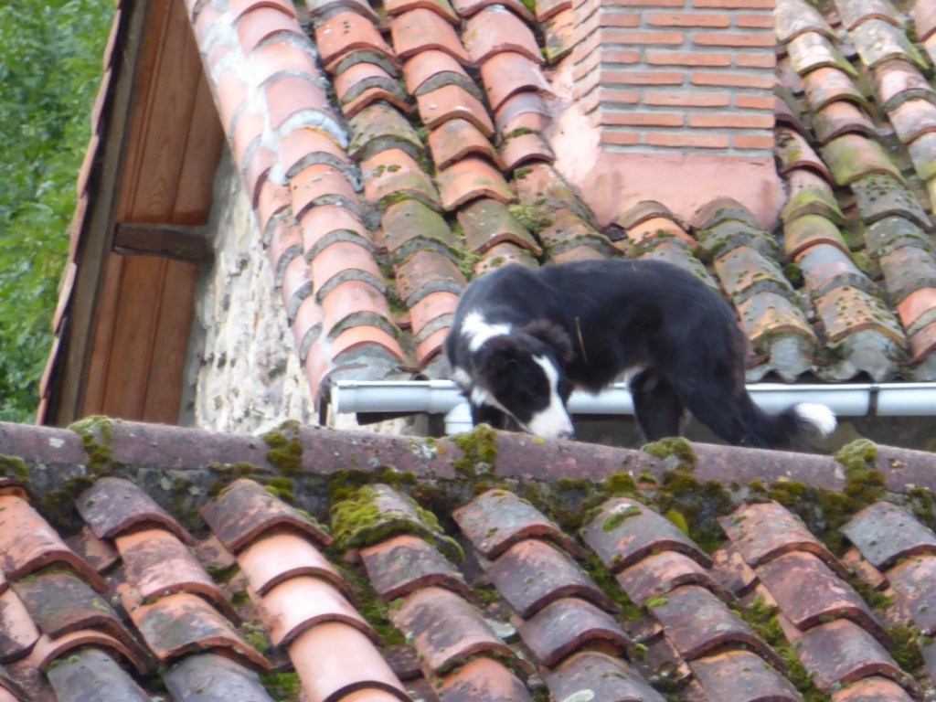 Wat loopt daar op het dak?