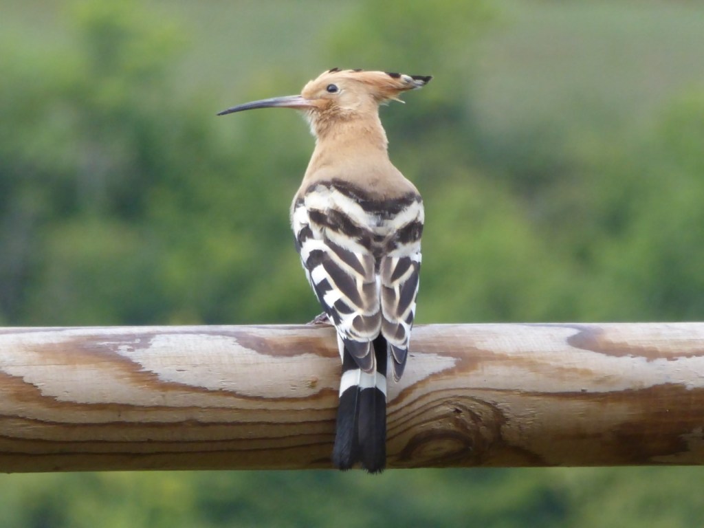 Vogels in de Picos de Europa