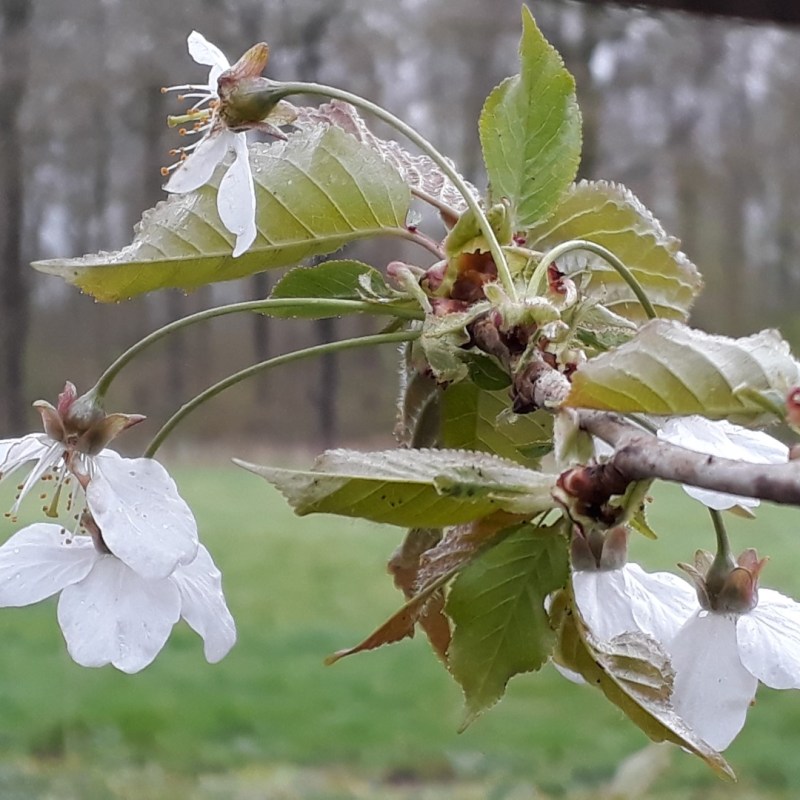 Bloemen in Amelisweerd