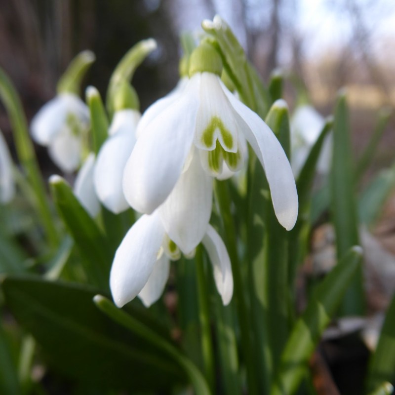 Voorjaarsbloemen, Engelberg