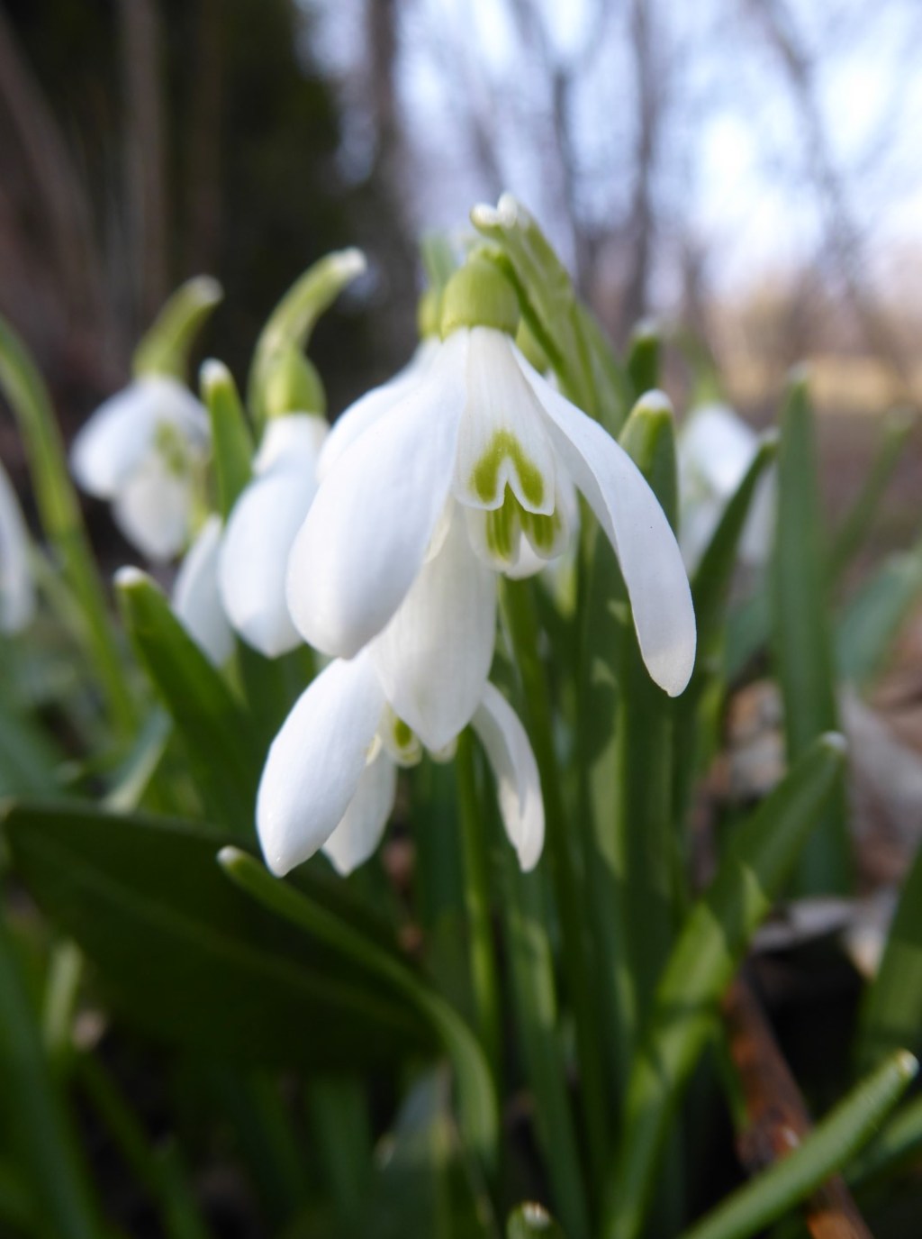 Voorjaarsbloemen, Engelberg