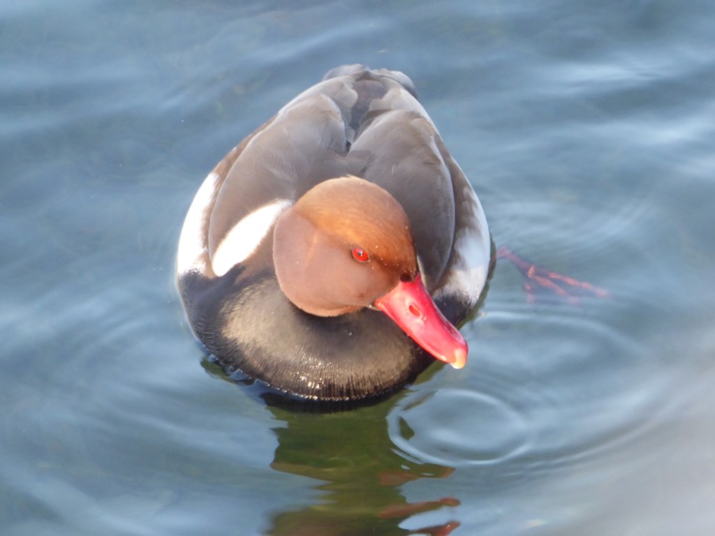 Eendjes op het Vierwoudstedenmeer