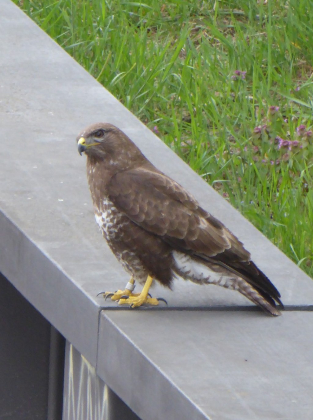 Jagen langs de&nbsp;spoorlijn