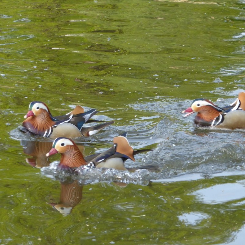 Eenden in de&nbsp;vijver