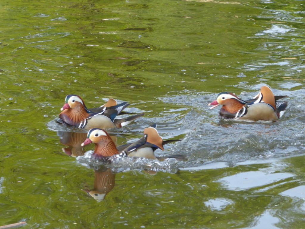 Eenden in de&nbsp;vijver