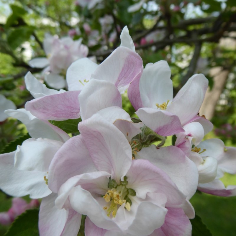 Botanische tuin in&nbsp;bloei