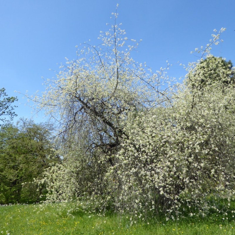 Botanische tuin, Berlijn