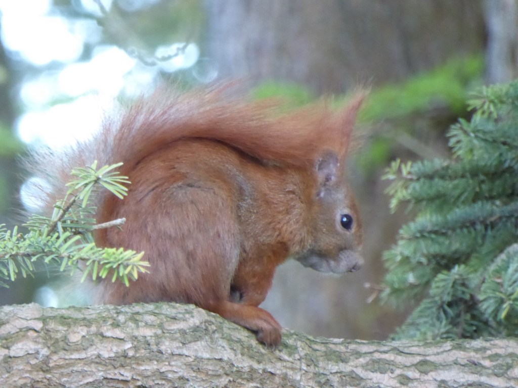 Dieren in de botanische tuin