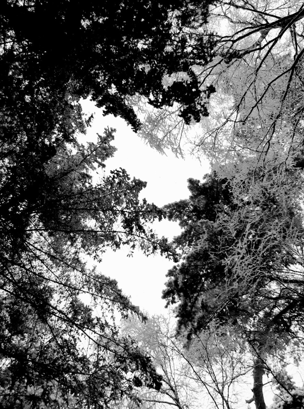 Sneeuw, Lage Vuursche