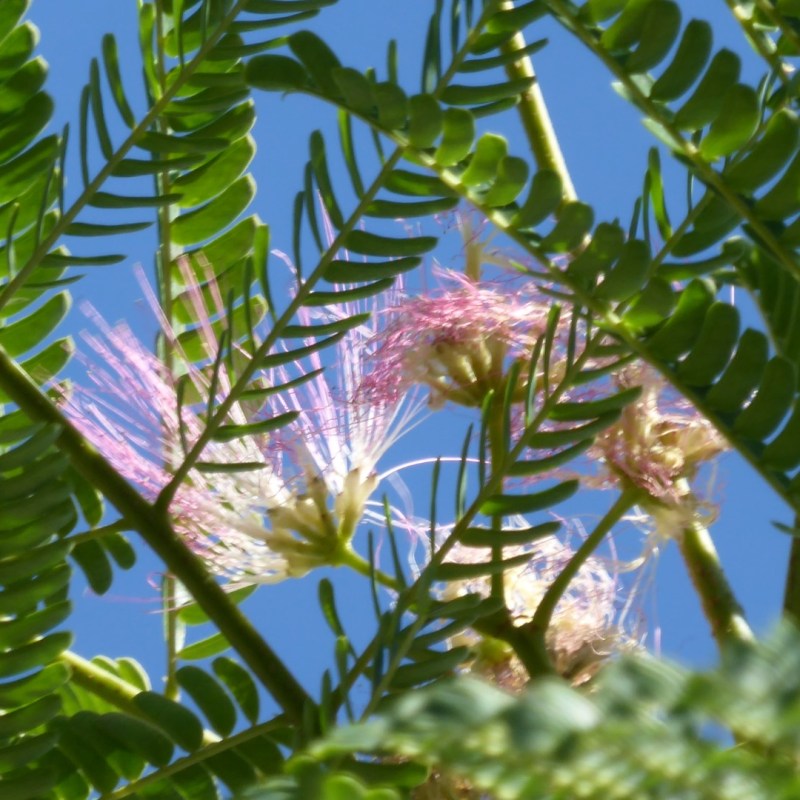 Pluimen bij de&nbsp;sluizen