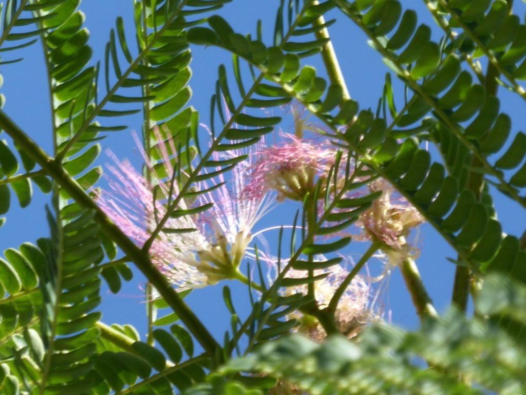 Pluimen bij de sluizen