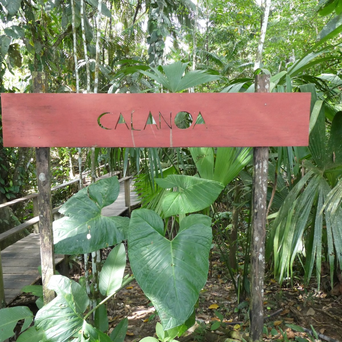 Calanoa, Amazonegebied