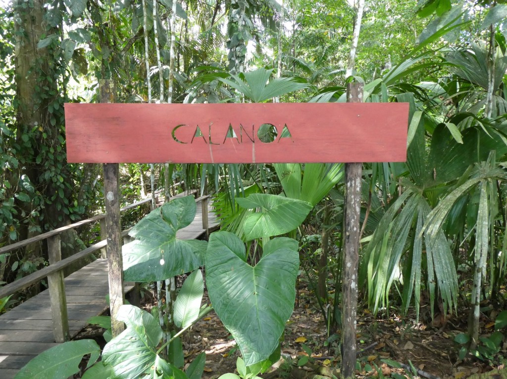 Calanoa, Amazonegebied
