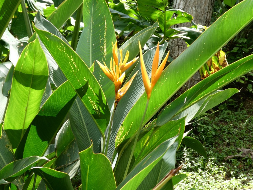 Bloemen in het Amazonegebied
