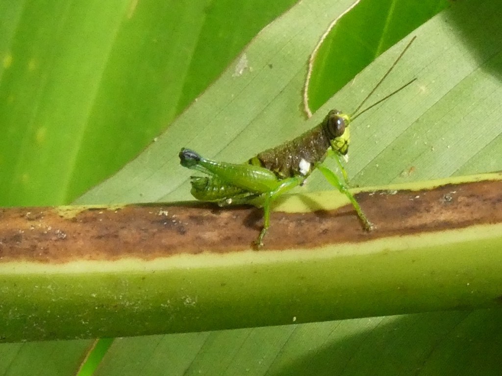 Beestjes in het Amazonegebied