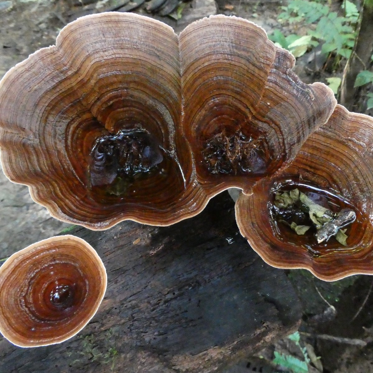 Paddenstoelen in het&nbsp;Amazonegebied