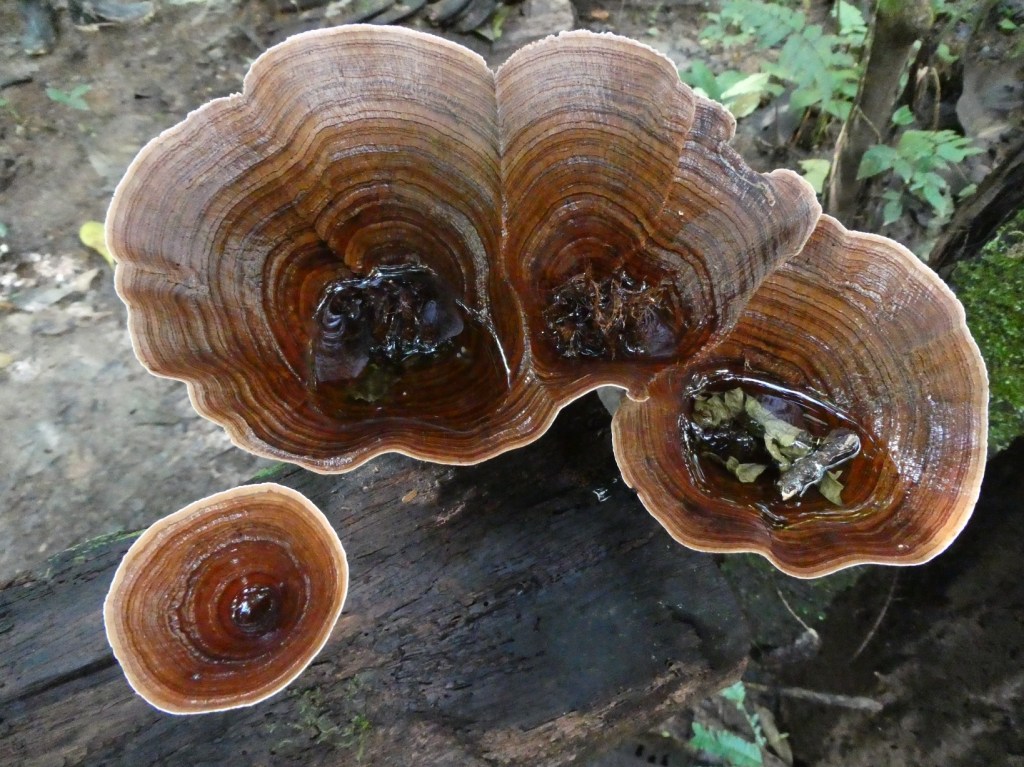 Paddenstoelen in het Amazonegebied