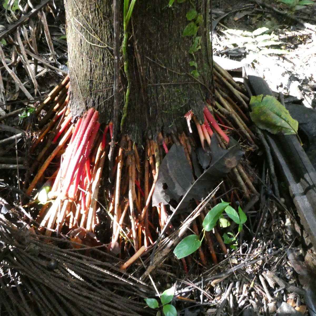 Vreemde boomwortels, Amazonegebied