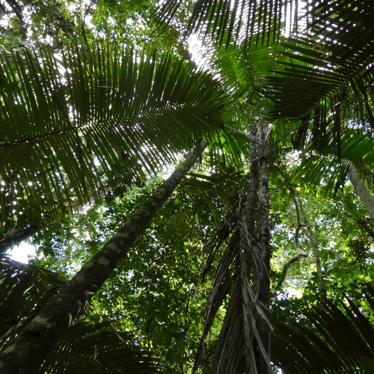 Bomen, Amazonegebied