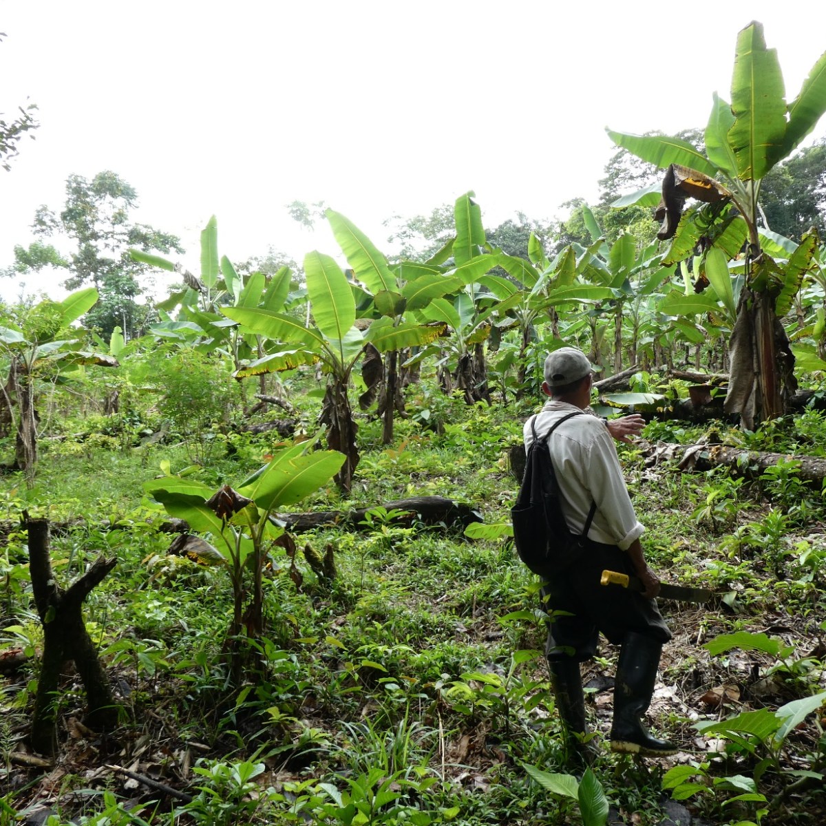 Landbouw in Mocagua,&nbsp;Amazone